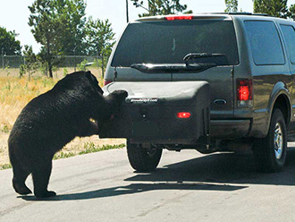 Bear trying (unsuccessfully) to get into a StowAway Standard Cargo Carrier on Ford Excursion