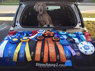 Wrigley behind StowAway MAX Cargo Carrier displaying his championship ribbons