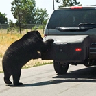 Bear attempts to get inside hitch mount cargo box 